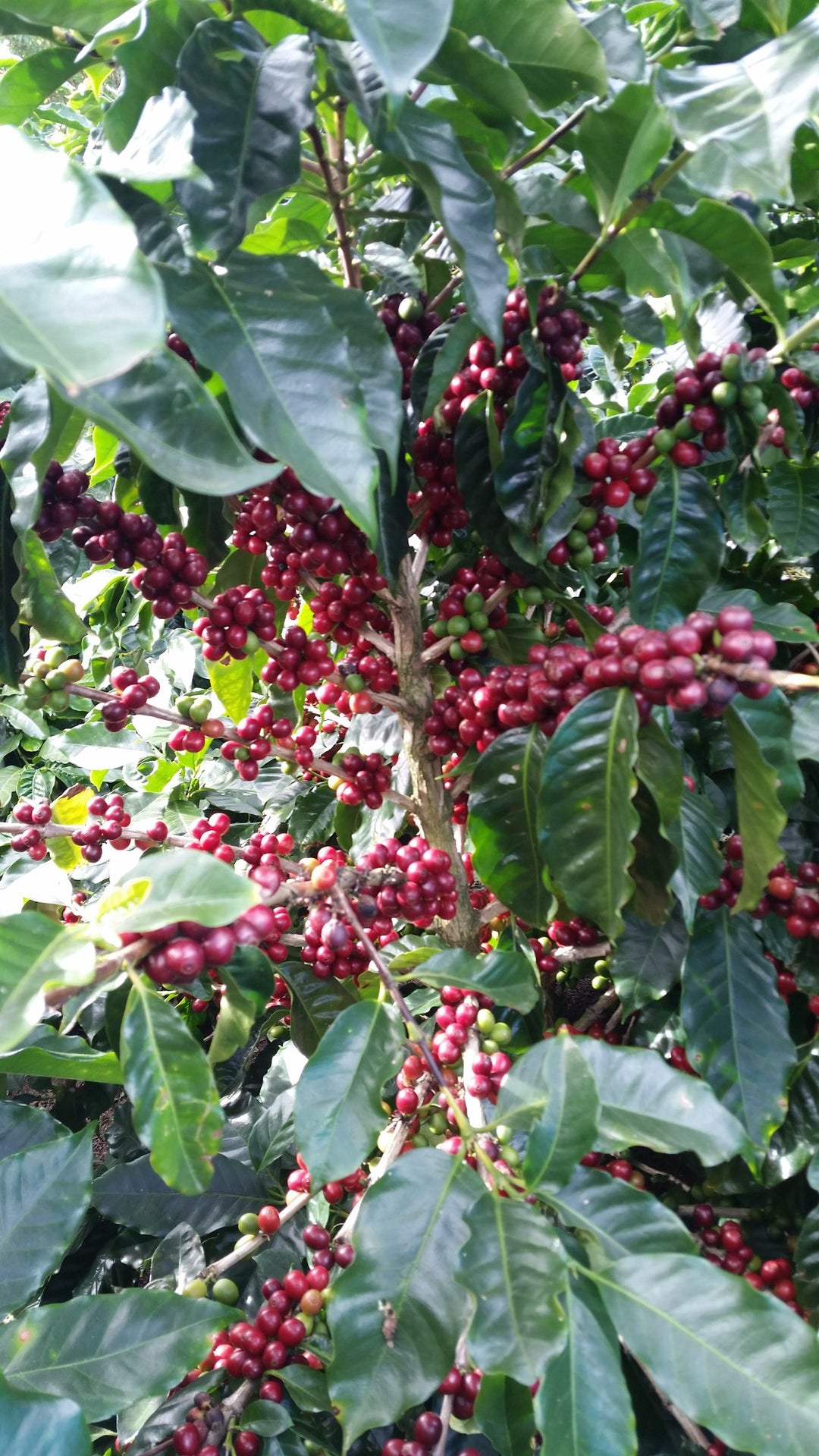 Artifx Cafe August 2025 Coffee Origin Trip - Monteverde, Costa Rica